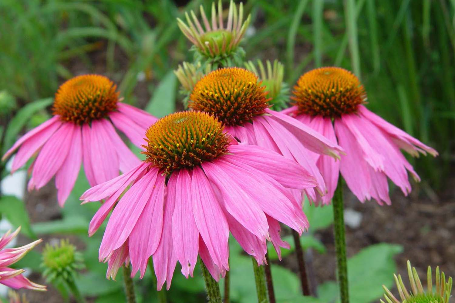 Echinacea purpurea - Purple Coneflower Long Island Native Plantings Suffolk Hydroseeding.com 